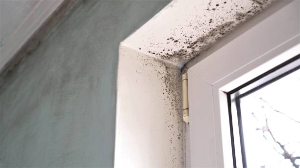 Best Certified Mold Removal  in Aspen Hill, MD