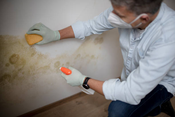 Best Professional Mold Removal  in Aspen Hill, MD