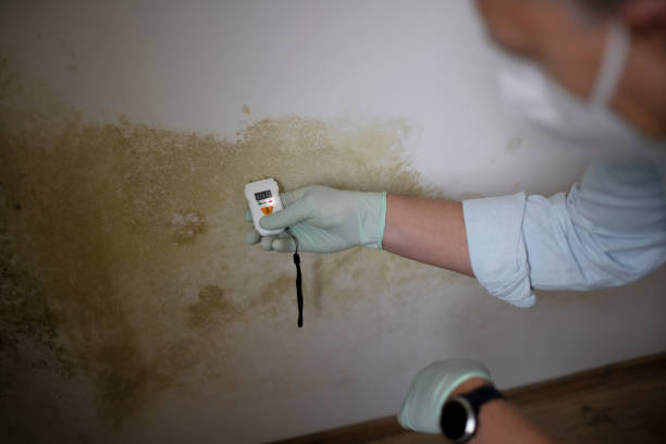 Best Mold Remediation  in Aspen Hill, MD