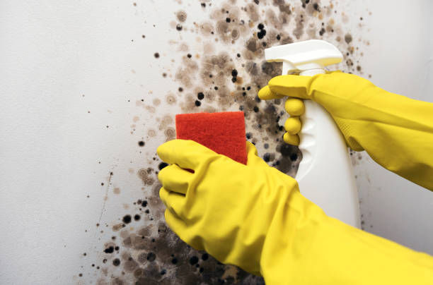 Best Emergency Mold Removal  in Aspen Hill, MD