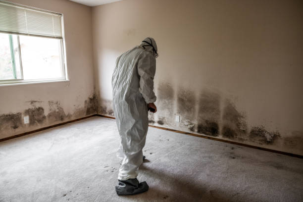 Attic Mold Removal in Aspen Hill, MD