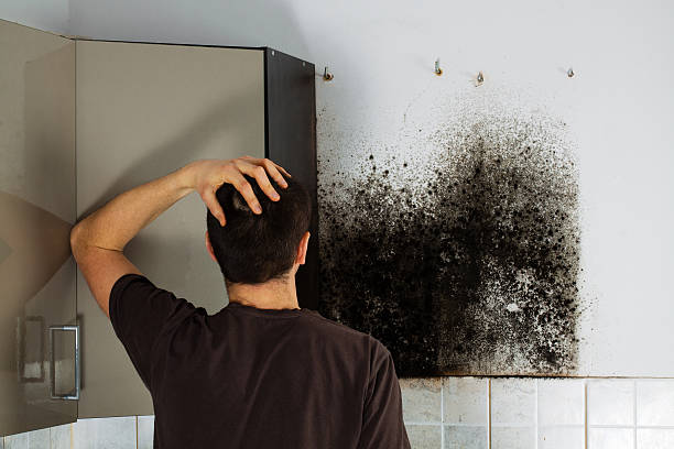 Best Mold Damage Repair  in Aspen Hill, MD