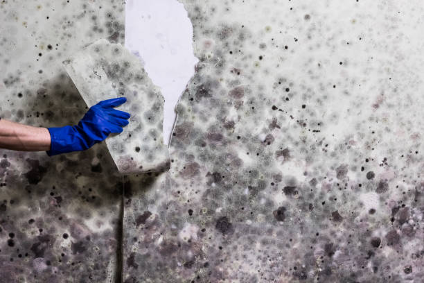 Best Attic Mold Removal  in Aspen Hill, MD